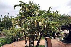KUNMING - Parc Daguan - 75